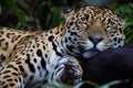 Sleeping Jaguar