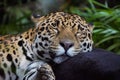 Sleeping Jaguar