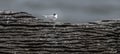 Sleeping juvenile tern of the white-fronted tern colony at Pancake rocks, New Zealand Royalty Free Stock Photo