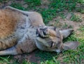 Sleeping Kangaroo