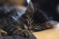 Sleeping Kitten