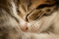 Sleeping kitten Royalty Free Stock Photo