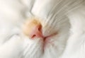 Sleeping kitten Royalty Free Stock Photo