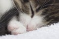 Sleeping kitten, close-up Royalty Free Stock Photo