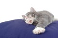 Sleeping Kitten On Cushion