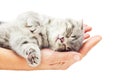 Sleeping Kitten On Hand