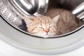 Sleeping kitten inside laundry washer Royalty Free Stock Photo
