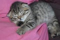 Sleeping kitten. Lop-eared cat. Scottish fold brindle Royalty Free Stock Photo