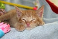 Sleeping Orange Tabby Kitten