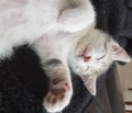 The sleeping kitten with one outstretched paw and the other one folded Royalty Free Stock Photo