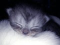 Sleeping kitten Royalty Free Stock Photo