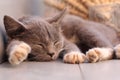 Sleeping kitten Royalty Free Stock Photo