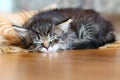 Sleeping Kitten Royalty Free Stock Photo