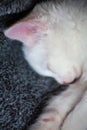 Cute little ginger kitten is sleeping in soft blanket on wooden floor