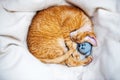 A sleeping kitten with a soft knitted toy sleeps rolled into a ball