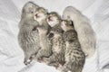 5 Sleeping kittens Royalty Free Stock Photo