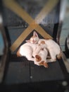Sleeping Kitties take shot from upper angle Royalty Free Stock Photo