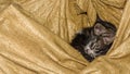 Sleeping kitties Royalty Free Stock Photo