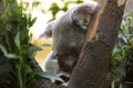 Sleeping koala