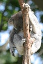 Sleeping koala Royalty Free Stock Photo