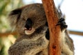 Sleeping Koala Royalty Free Stock Photo