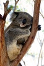 Sleeping Koala Royalty Free Stock Photo