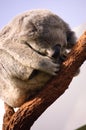 Sleeping Koala Bear