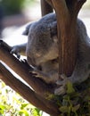 Sleeping Koala Bear Royalty Free Stock Photo