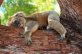 Sleeping koala