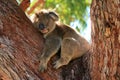 Sleeping koala