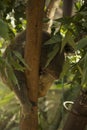 Sleeping Koala bear in a Eucalyptus Tree Royalty Free Stock Photo