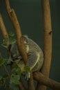 Sleeping Koala bear in a Eucalyptus Tree Royalty Free Stock Photo