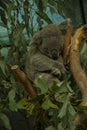 Sleeping Koala bear in a Eucalyptus Tree Royalty Free Stock Photo