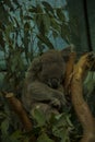 Sleeping Koala bear in a Eucalyptus Tree Royalty Free Stock Photo