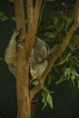 Sleeping Koala bear in a Eucalyptus Tree Royalty Free Stock Photo