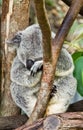 Sleeping koala Royalty Free Stock Photo