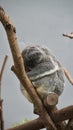 sleeping koala bear zoo in taipei Taiwan, animal australia Royalty Free Stock Photo