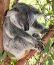 Sleeping koala