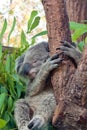 Sleeping koala on Eucalyptus tree