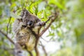 Sleeping koala on eucalyptus tree Royalty Free Stock Photo