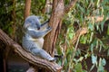 Sleeping koala on eucalyptus tree Royalty Free Stock Photo