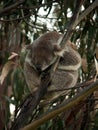 A sleeping Koala on an Eucalyptus tree on the Great Ocean Road in Australia