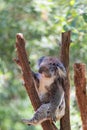 Sleeping koala on eucalyptus tree, sunlight. Royalty Free Stock Photo