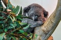 Sleeping koala in Featherdale Wildlife Park, Australia Royalty Free Stock Photo