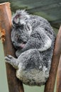 Sleeping koala in Featherdale Wildlife Park, Australia