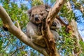 Sleeping koala on the Great Ocean Road, Australia