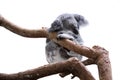 Sleeping koala isolated on white Royalty Free Stock Photo