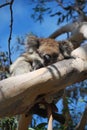 Sleeping koala Royalty Free Stock Photo