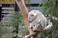 Sleeping Koala in a tree