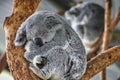 Sleeping Koalas in a tree in Australia, Wildlife in Australia